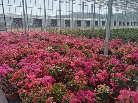 杜鵑園杜鵑花