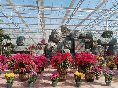 杜鵑園杜鵑花