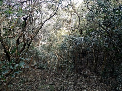 原始樹林