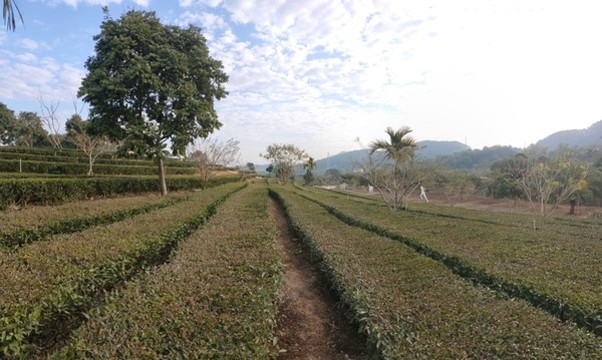 茶園2