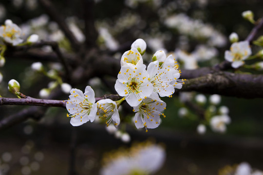 春天的李子花