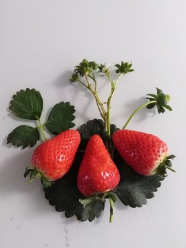 草莓