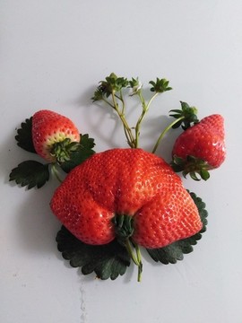 草莓