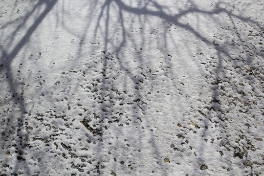 雪地樹枝倒影