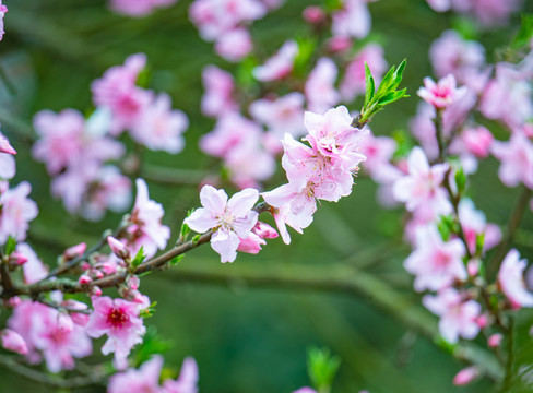 春天里開的桃花