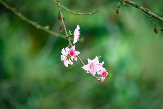 春天里開的桃花