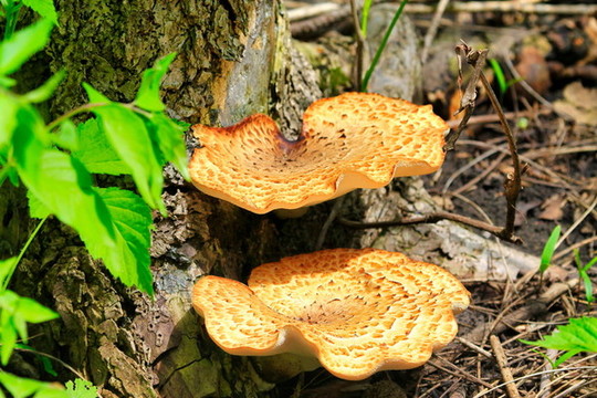 野蘑菇
