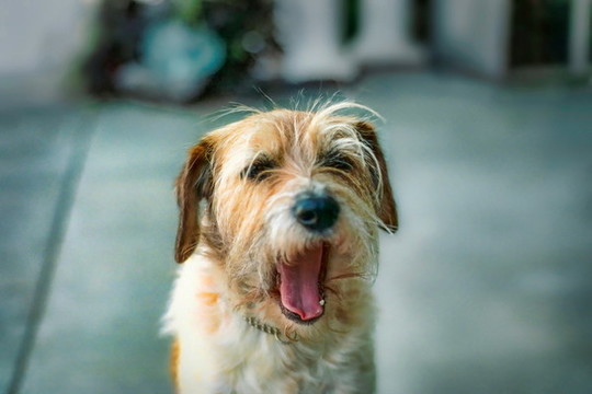 牧羊犬