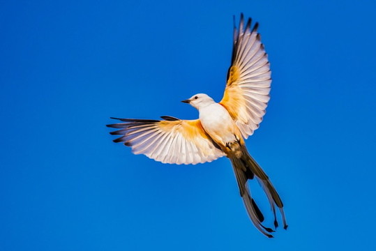 展翅飛翔的鳥(niǎo)