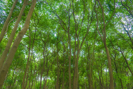 綠樹林