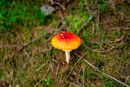 野蘑菇