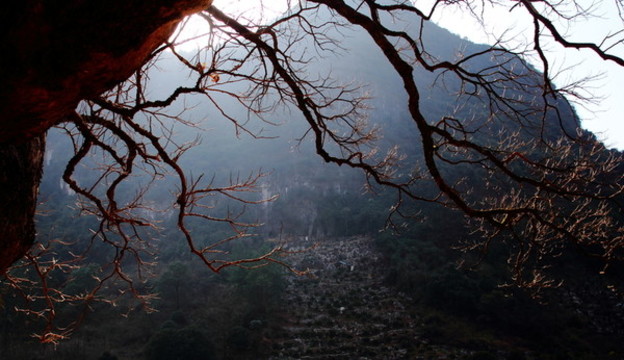 樹枝