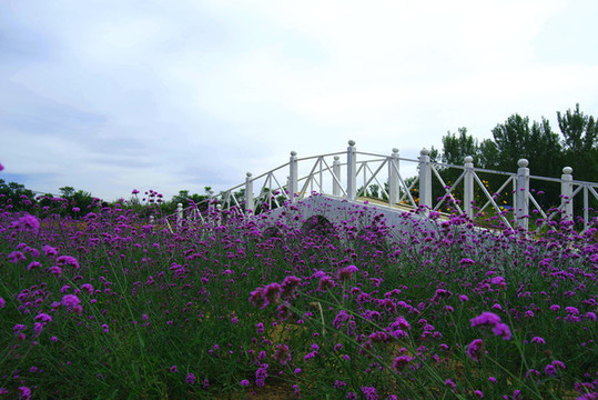 東方普羅旺斯薰衣草莊園