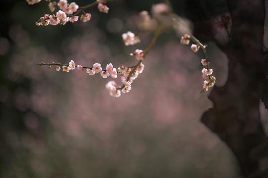 紅梅