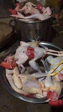 新鮮土雞肉