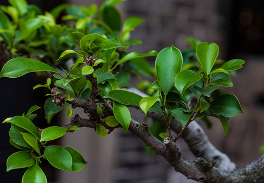 觀賞植物
