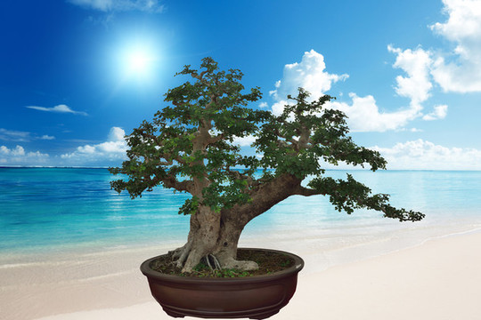 藝術(shù)盆景