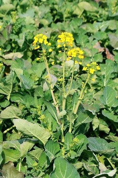 油菜開花