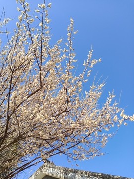 白色梅花