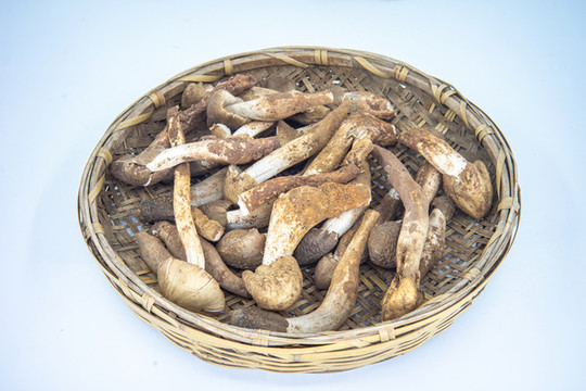 雞樅