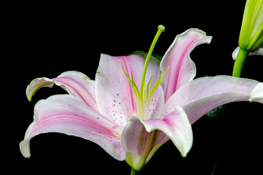 百合