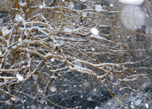 大雪中的樹木