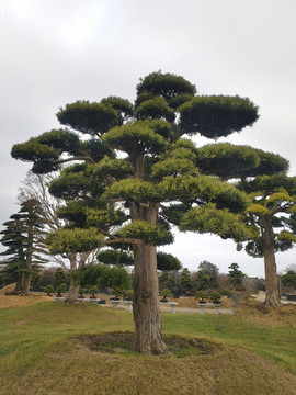 園林古樹
