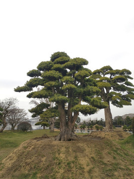 園藝羅漢松