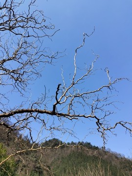 樹枝