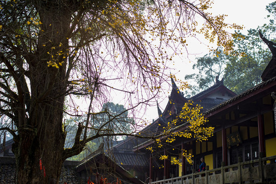 天心寺古銀杏