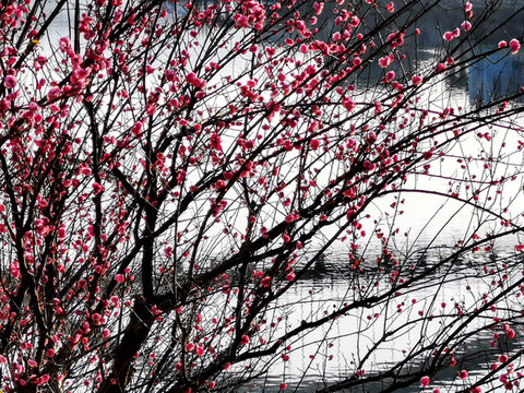 梅花