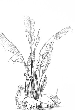 原創(chuàng)手繪芭蕉奇石