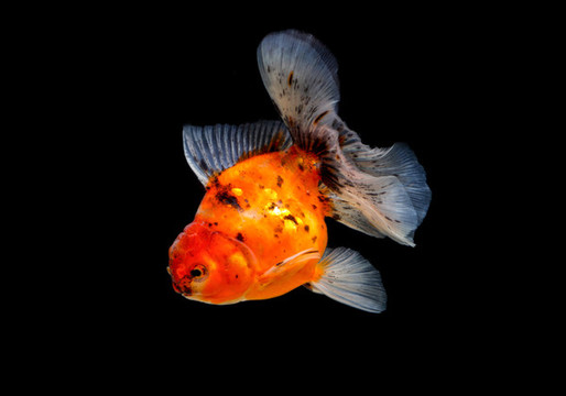 紅金魚