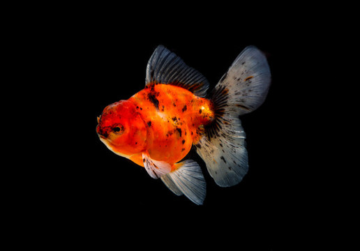 金魚