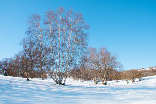 雪景