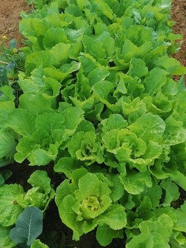 黃牙白菜