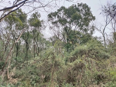公園綠植