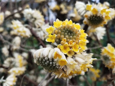 結(jié)香花