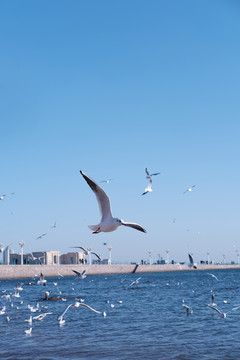 青島海鷗