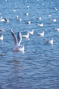 海鷗