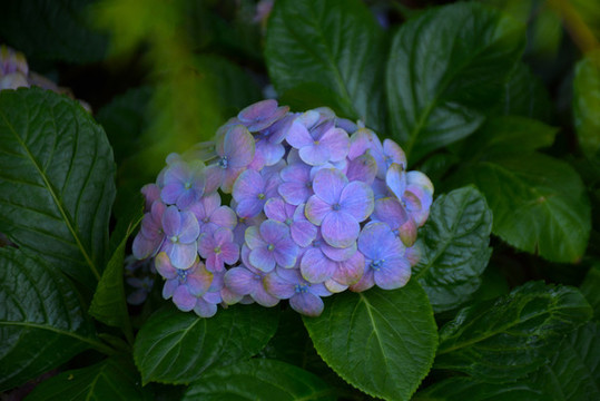 繡球花