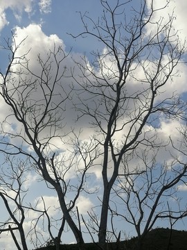 树干云朵