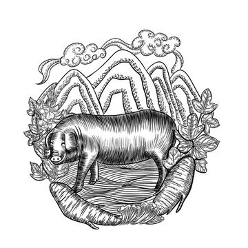 葛根插畫黑毛豬插畫
