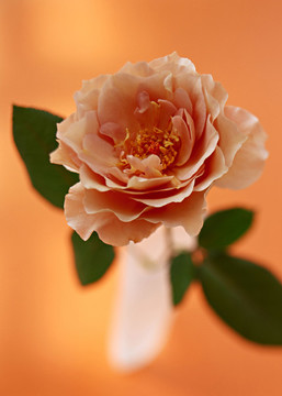 鮮花