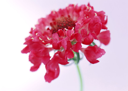 鮮花
