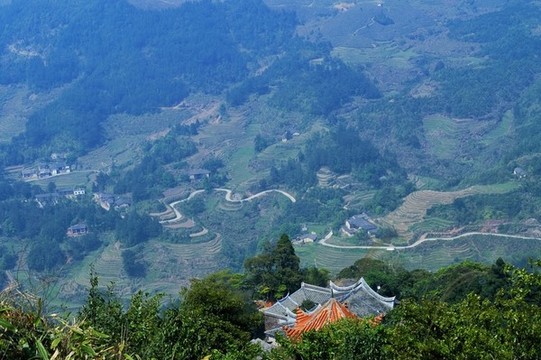 高山綠樹