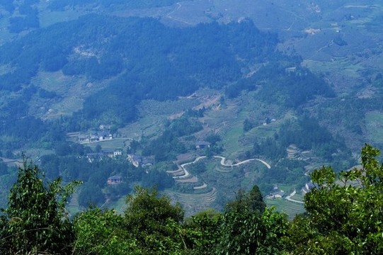 高山綠樹