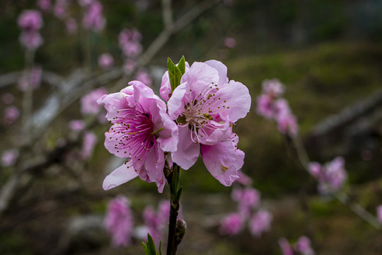 粉色桃花
