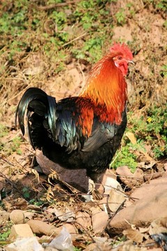 生態(tài)土雞
