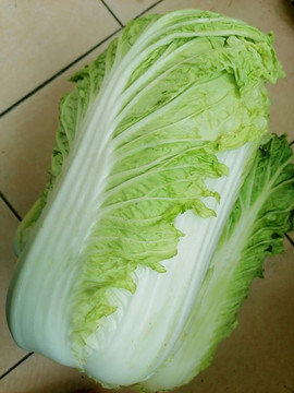 大白菜